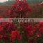 lagerstroemia indica deep red