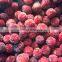 New Crop IQF Frozen Red Bayberries Frozen Chinese Bayberry