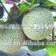 red star chinese hybrid rock melon seeds