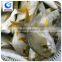 wholesale fishing frozen golden pompano fish