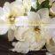 high quality fresh cut white Consolida flower