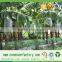 non woven geotextile bags for fruit protection bsg
