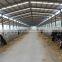 light steel structure cattle shed