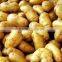 Fresh Potato