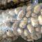 Fresh Chinese potato packing in mesh bag
