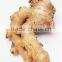 Chinese Fresh Ginger