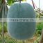 Winter melon seeds wax gourd seeds for growing-Vermicelli