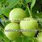 hot sales top quality liquid amino acid fertilizer
