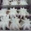 FRESH FROZEN BABY OCTOPUS FROM ALO SEAFOOD Co.,