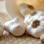 White Garlic New Crop Wholesale Garlic Price Fresh Garlic Peeling