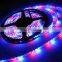 SMD 2835 Flexible Ribbon led light strip rgb  5M tape DC 12V 60 LEDs with 24 keys remote control