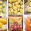 Sinocharm BRC-A approved IQF Fried YOUTIAO dough stick Chinese bread