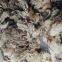 Tibetan raw greasy cashmere fiber tibet cashmere fineness 14.5mic