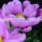 Color useful preserved peony