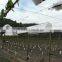 HDPE woven fabric both side coated LDPE tarpaulin plastic sheet for orchard and agricultural rain cover usage