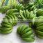 Fresh Cavendish Banana New Crop 2015- 7 Kg