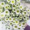 Various top sell chrysanthemum flower from china