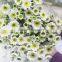 Fragrant aroma hot selling decorative flowers long stem chrysanthemum
