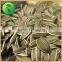 Chinese Cheap Sunflower Seeds For Sale
