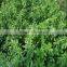 high quality lucerne seeds with competitive price