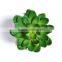 Artificial Echeveria Succulent in Dark Green Wide Bloom