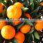 orange fresh fruit with low price