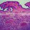 Medical Science Subject and Biological Tissue cells slide prepared slides in human histology