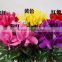 High Quality Cyclamen Seeds Flower Seeds For Planting