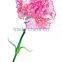 Fresh cut carnation flower