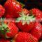 2014 May new crop IQF frozen strawberry fruit iqf strawberry