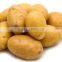 Low Price Fresh Holland Potato