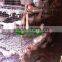Low Carbon Steel Wire  Pigeon Cage for Poultry Farm