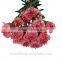Hot Fashion Single Carnations Cut Flower Price Fresh Cut Flowers From China