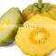 India best quality GARCINIA CAMBOGIA EXTRACT