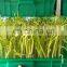 No soil cultivate Hydroponics Garlic Sprouting Machine