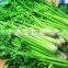 Good Quality Vegetable Root Cutting Machine/celery/lettuce/spinach Root Cutter
