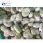 Crop IQF Bulk Fresh Broad Beans Quality Fava Bean Export