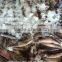 Size 400 -600g frozen Argentina Squid Head