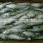 Frozen Seafood sardine factory Fish To Supply