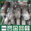 Organic Shiitake Nutritious and Medicinal Edibal Mushroom Lentinula Edodes