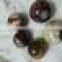 mookaite mookaite stone