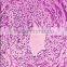 Bestselling Exported Histology And Microscope Slides Set