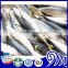 frozen mackerel bait