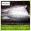 FROZEN BLACK TILAPIA/RED TILAPIA FISH WHOLE ROUND