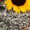 factory supply bulk organic 5009 sunflower seeds