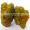 cultivation preserved tube vegetables marinted mustard tuber spicy brined mustard tubers
