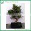 Indoor Plants Ficus Evergreen Bonsai