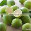 GREEN LIME POWDER FROM VIETNAM