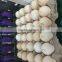 Hot Stamping Date Coding Machine/Egg Code Printing Machine/Bottle Date Code