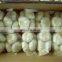 Fresh peeled garlic bulk